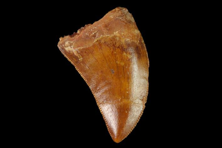 Serrated, Baby Carcharodontosaurus Tooth - Morocco #134979
